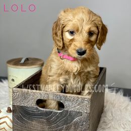 Girl 3 - Goldendoodle puppy in Jackson, Tennessee from West Valley Doodles