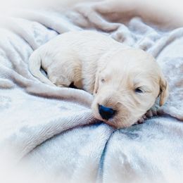 Goldendoodle Puppies from Peachy Doodles