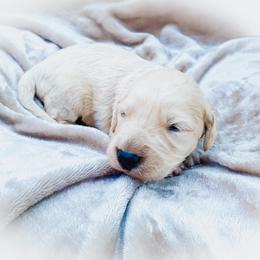 Goldendoodle Puppies from Peachy Doodles