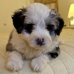 Boy 3 - Blue merle male Aussiedoodle puppy in Scottsboro, Alabama from Lisa’s Curly Puppies