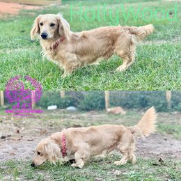 Hollywood - Dachshund