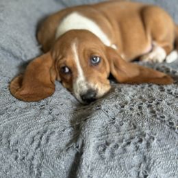 Elvis - Red and white male Basset Hound puppy in Maryland from Grind Stone Breeding Kennels