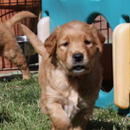 Golden Retrievers from Margold Golden Retrievers