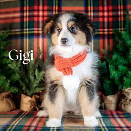 GEORGIANA - Black tri female Miniature American Shepherd puppy in Puyallup, Washington from TRAILS END (FERGI’S) GEMINI