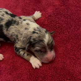Rose - Blue merle female Aussiedoodle puppy in Cartersville, Georgia from Simply Blessed Doodles