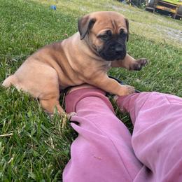 Risk - Tawny female Boerboel puppy in Flemingsburg, Kentucky from Aussgardian Boerboels