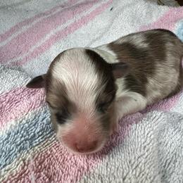 Speckle - Sable merle and white female Shetland Sheepdog puppy in Kerville, Texas from Cedar Hill Kennels