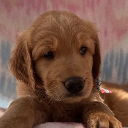 Hazy - Goldendoodle puppy in San Diego, California from CrystalBay Doodles