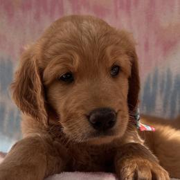 Hazy - Goldendoodle puppy in San Diego, California from CrystalBay Doodles