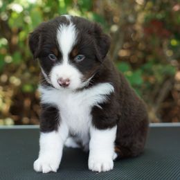 Roxy - Red tri-color female Miniature American Shepherd puppy in Kamuela On The Big Island, Hawaii from Royal Hawaiian Aussies LLC