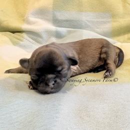 Tri-Color Female - Tricolor female Shih Tzu puppy in Waynetown, Indiana from Swaying Sycamore Farm