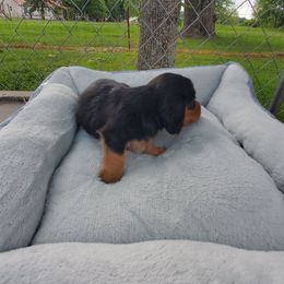 Dachshund Puppies from Chelisa Crabtree