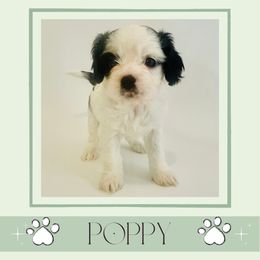 Poppy - Black and white female Cavapoo puppy in Oak Island, North Carolina from Double Doodle Aussiedoodle