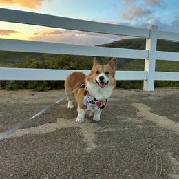 Sparky - Pembroke Welsh Corgi