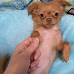 Peanut - Red male Chihuahua puppy in Hillsboro, Texas from Pikanoo Pups