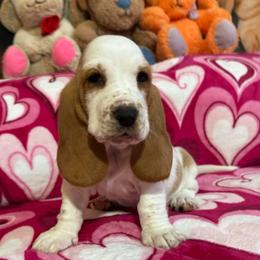 Honey - Red and white female Basset Hound puppy in Pilot Mtn, North Carolina from Lowdown Love Basset Hounds