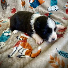 Chamomile - Black & white female Australian Shepherd puppy in Brookfield Township, Ohio from AussieLand Shepherds
