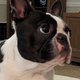 Boy 6 - male Boston Terrier puppy in Macon, Georgia from Whispering Willows