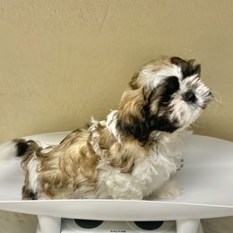 Shih Tzu Puppies from Willow Lane Shih Tzus