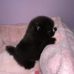 Faith - Black female Pomeranian puppy in Childersburg, Alabama from A Sample Of Gods Love Kennels