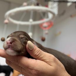 Sally - Chocolate and cream female Dachshund puppy in Perris, California from THE DACH HOUSE ♡