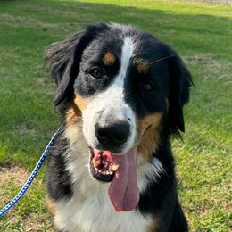Ella - Bernese Mountain Dog