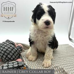 RAINIER - Black and white male Sheepadoodle puppy in Charlo, Montana from Heavenly Hilltop Farm