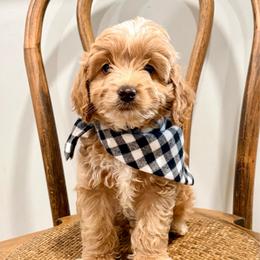 Ash - Buff male Cockapoo puppy in Denver, Pennsylvania from Greenview Puppies