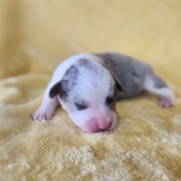 Dustin - Blue male Pembroke Welsh Corgi puppy in Orleans, Indiana from Workman Farms