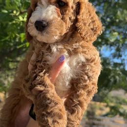 Assorted Doodle Crosses, Goldendoodle, Labradoodle, and Poodle Puppies from Ruff Country Doodles