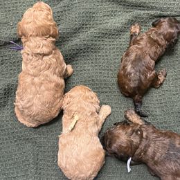 Poodles from Melissa Unger