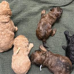Poodles from Melissa Unger
