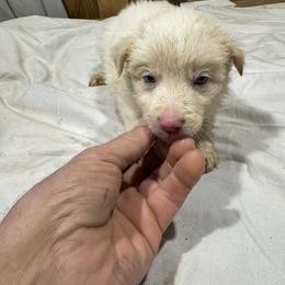 M1. Blond and white - White and gold male Border Collie puppy in Meridian, Mississippi from Border Hollow Border Collies