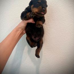 Gaston - Black and mahogany male Rottweiler puppy in Denver, Colorado from DR