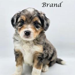 Brand - Blue merle male Aussiedoodle puppy in Lancaster, Minnesota from Wilson Cattle Co.