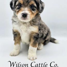 Brand - Blue merle male Aussiedoodle puppy in Lancaster, Minnesota from Wilson Cattle Co.