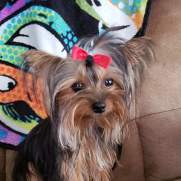 Phoebe - Yorkshire Terrier