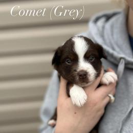Comet - Red tri-color male Miniature American Shepherd puppy in Greenwood, Indiana from Barnaby’s Barn Dog’s