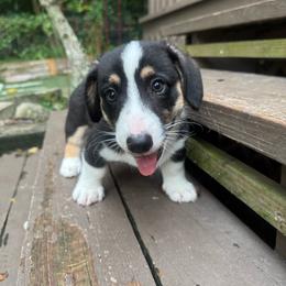 Handsome - Black and white male Cardigan Welsh Corgi puppy in Wekiwa Springs, Florida from It is Corgiland