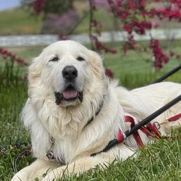 Great Pyrenees from Abiega Great Pyrenees