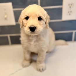 Gift - Cream female Goldendoodle puppy in Silverdale, Washington from King Family Doodles
