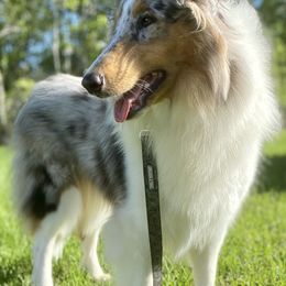 Collies from Saltwater Collies LLC
