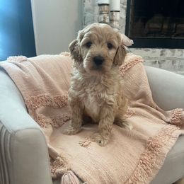Max jr - Cream male Goldendoodle puppy in New Waverly, Texas from C.P. Puppy Buddies