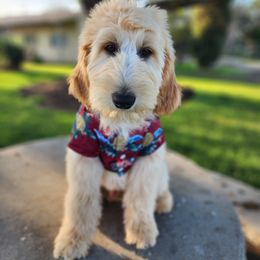 Goldendoodle Puppies from Doodle Love 559