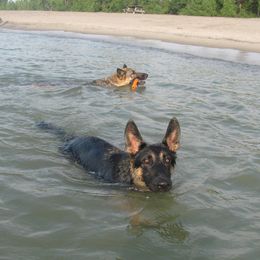 German Shepherds from Thelma Kraut