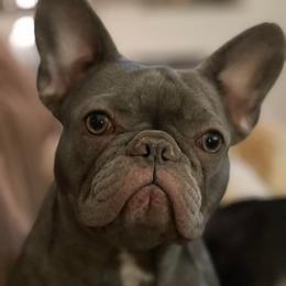 Zoe - French Bulldog