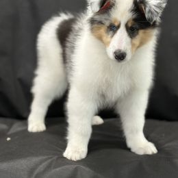 Biewer Terrier and Collie Puppies from Juan F Londono Esteban