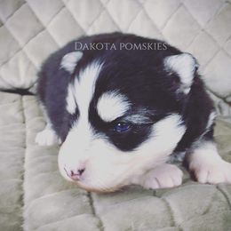 Pomsky Puppies from Dakota Pomskies