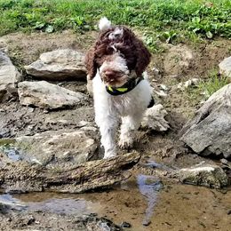 Australian Labradoodle and Poodle Puppies from Oodles of Doodles and some Poodles