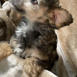 Poodle Puppies from Paradise Poodles